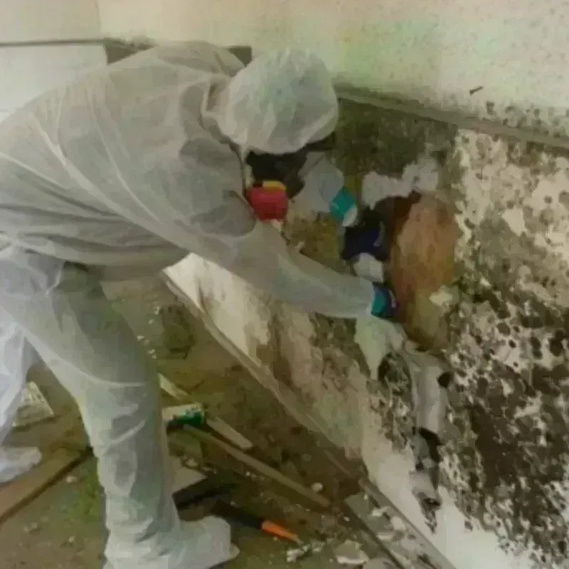 Mold Remediation and Removal in Douglas County, NV